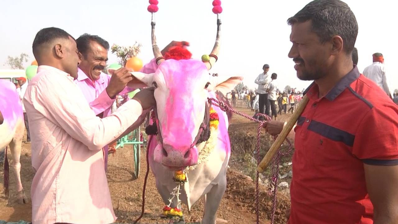 ಈ ಓಟದ ಸ್ಪರ್ಧೆಯಲ್ಲಿ ಮಹಾರಾಷ್ಟ್ರದ ಕೊಲ್ಲಾಪುರ, ಸಾಂಗಲಿ, ಮಿರಜ್ ಸೇರಿದಂತೆ ರಾಜ್ಯದ ನಾನಾ ಕಡೆಗಳಿಂದ ಎತ್ತುಗಳ ಸಮೇತ ಆಗಮಿಸಿ ಸ್ಪರ್ಧೆಯಲ್ಲಿ ಭಾಗವಹಿಸಿದರು. ಎತ್ತಿನ ಸ್ಪರ್ಧೆಯಲ್ಲಿ ಮಹಾರಾಷ್ಟ್ರ ಮೂಲದ ಛಬ್ಬಿ ಎಂಬುವವರು ಮೊದಲ ಸ್ಥಾನ ಪಡೆದು ಹನ್ನೊಂದು ಲಕ್ಷ ಬಹುಮಾನ ಗೆದ್ದು ಸಂಭ್ರಮಿಸಿದರು.