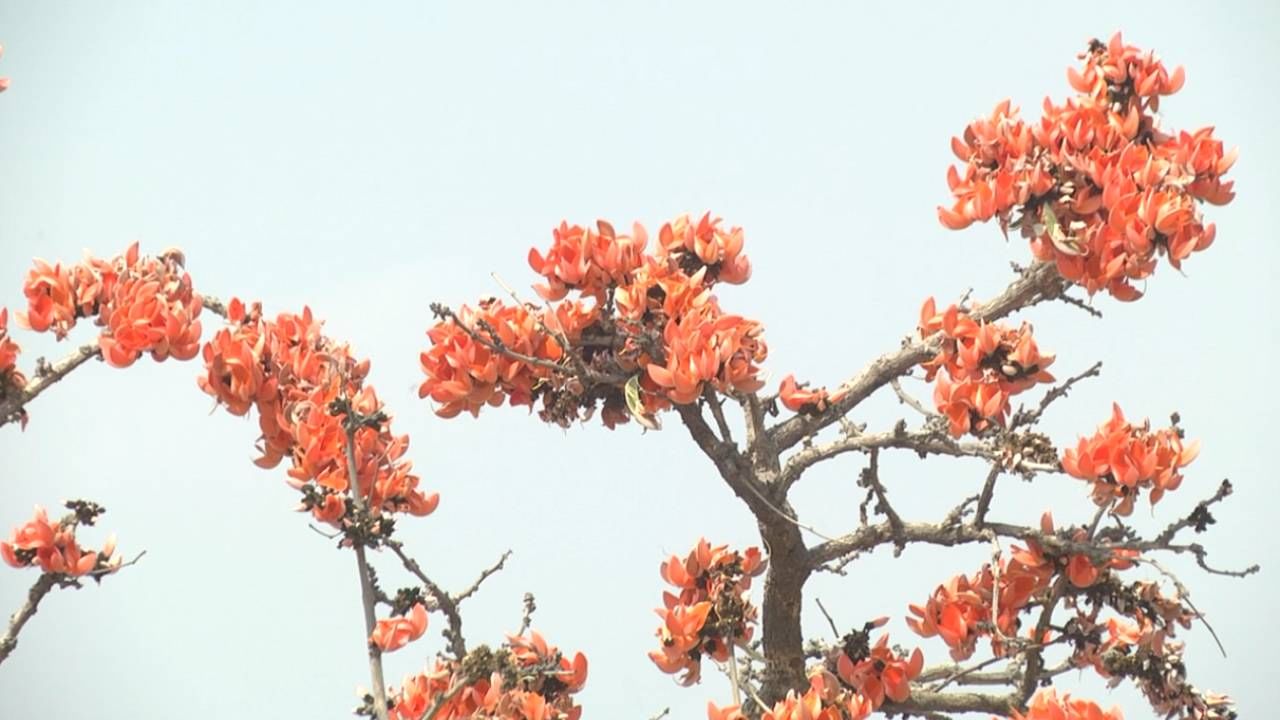  ಈ ಮರದ ಚಕ್ಕೆಯನ್ನು ಹೋಮಗಳಲ್ಲೂ ಕೂಡ ಬಳಸುತ್ತಾರೆ. ಹೀಗಾಗಿ ಮುತ್ತುಗದ ಹೂವು ಪ್ರಕೃತಿಯ ಚೆಲುವನ್ನು ಹೆಚ್ಚಿಸಿರುವುದರ ಜೊತೆಗೆ ಧಾರ್ಮಿಕವಾಗಿಯೂ ಮಹತ್ವ ಪಡೆದುಕೊಂಡಿದೆ.
