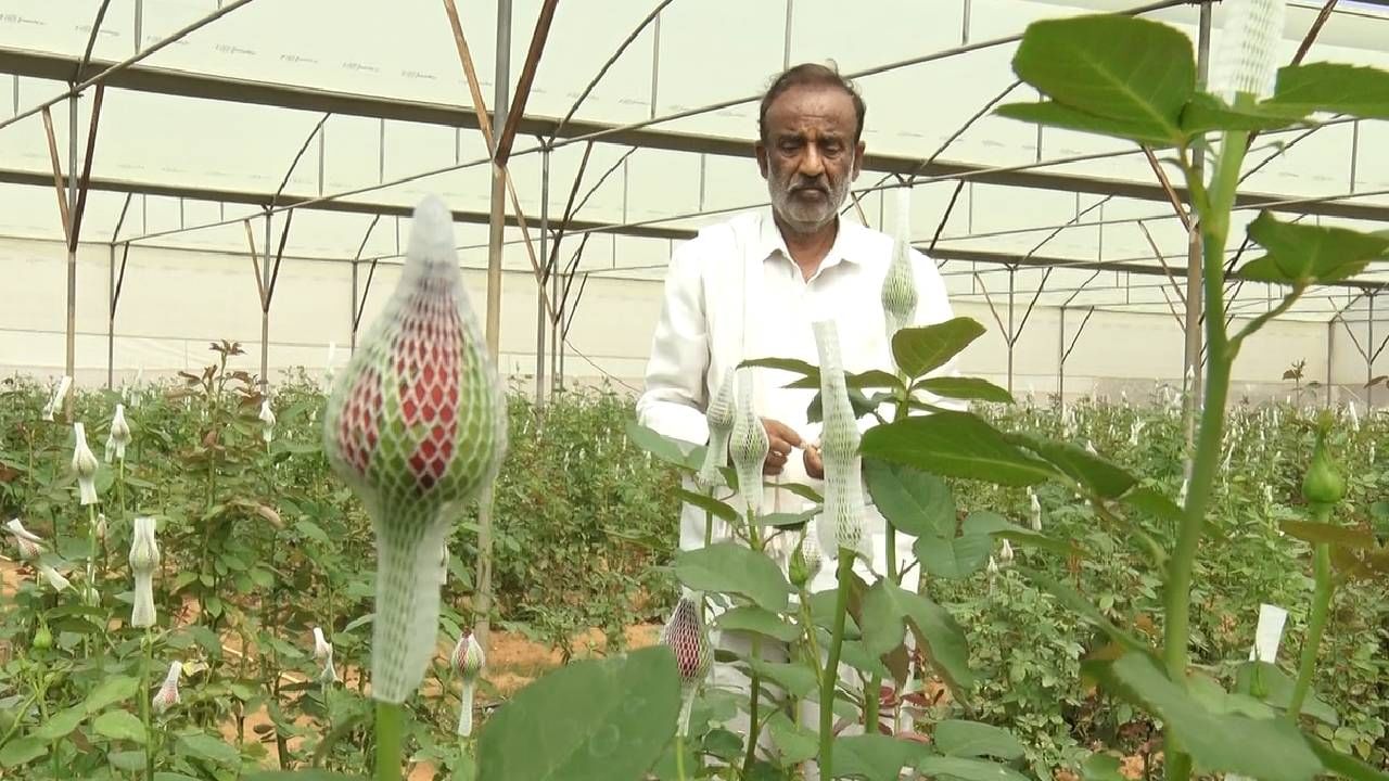 ತಾಜ್​ ಮಹಲ್​ ತಳಿಯ ಚೆಂದದ ಕೆಂಪು ಗುಲಾಬಿ ಹೂವು, ಗುಲಾಬಿ ಹೂವುಗಳನ್ನು ಸೊಗಲಾಸಗಿ ಜೋಡಿಸಿ ಪ್ಯಾಕಿಂಗ್​ ಮಾಡುತ್ತಿರುವ ಕೆಲಸಗಾರರು, ಮತ್ತೊಂದೆಡೆ ಪಾಲಿ ಹೌಸ್​ನಲ್ಲಿ ಕಂಡು ಬರುವ ಸುಂದರ ಗುಲಾಬಿಯ ತೋಟ. ಇದೆಲ್ಲ ದೃಶ್ಯ ಗಳು ಕಂಡು ಬಂದಿದ್ದು ಕೋಲಾರ ತಾಲ್ಲೂಕು ಛತ್ರಕೋಡಿಹಳ್ಳಿ ಗ್ರಾಮದ ಮುನೇಗೌಡ ಅವರ ಗುಲಾಬಿ ತೋಟದಲ್ಲಿ.