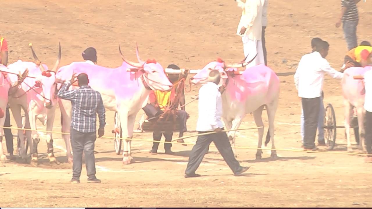 ಗೆದ್ದ ಎತ್ತುಗಳಿಗೆ ಹನ್ನೊಂದು ಲಕ್ಷ ರೂಪಾಯಿ ಬಹುಮಾನ ನೀಡಿದ್ರೇ, ಇತ್ತ ಗೆದ್ದ ಕುದುರೆಗೂ ಹತ್ತು ಲಕ್ಷ ಬಹುಮಾನ ನೀಡುತ್ತಾರೆ. ಬೆಳಗ್ಗೆ ಹನ್ನೊಂದು ಗಂಟೆಗೆ ಮೊದಲು ಎತ್ತುಗಳು ಓಟ ಶುರು ಮಾಡಲಾಗುತ್ತೆ. ಸುಮಾರು ಇಪ್ಪತ್ತೈದು ಜೋಡಿಗಳು ಏಕಕಾಲಕ್ಕೆ ಓಟ ಆರಂಭಿಸುತ್ತವೆ. ಯಕ್ಸಂಬಾ ಗ್ರಾಮದ ಹೊರ ವಲಯದ ಮಲ್ಲಿಕವಾಡ ರಸ್ತೆ ಮಾರ್ಗವಾಗಿ ನನದಿ ಕ್ರಾಸ್ ವರೆಗೂ ನಾಲ್ಕು ಕಿಮೀ ಓಟ ಆಯೋಜನೆ ಮಾಡಲಾಗಿತ್ತು.
