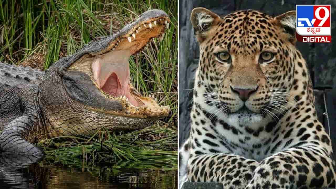 Viral Video: ದಾಹ ನೀಗಿಸಲು ಬಂದ   ಚಿರತೆಯ ಮೇಲೆರಗಿದ  ಮೊಸಳೆ; ಮುಂದೆನಾಯ್ತು ನೋಡಿ