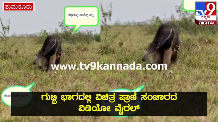 ತುಮಕೂರಿನ ತಗ್ಗಿಹಳ್ಳಿ ಅರಣ್ಯ ಪ್ರದೇಶದಲ್ಲಿ ಕಾಣಿಸಿಕೊಂಡ ವಿಚಿತ್ರ ಪ್ರಾಣಿ ತುಮಕೂರಿನ ತಗ್ಗಿಹಳ್ಳಿ ಅರಣ್ಯ ಪ್ರದೇಶದಲ್ಲಿ ಕಾಣಿಸಿಕೊಂಡ ವಿಚಿತ್ರ ಪ್ರಾಣಿ
