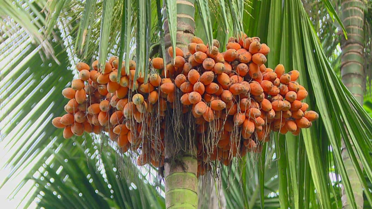 ರಾಜ್ಯದಲ್ಲಿ ತಲೆ ಎತ್ತಿದ ವಿದೇಶಿ ಅಡಿಕೆ ಮಾಫಿಯಾ, ಅಕ್ರಮ ಅಮದು ತಡೆ ಕೋರಿ ಪ್ರಧಾನಿಗೆ ಪತ್ರ ರಾಜ್ಯದಲ್ಲಿ ತಲೆ ಎತ್ತಿದ ವಿದೇಶಿ ಅಡಿಕೆ ಮಾಫಿಯಾ, ಅಕ್ರಮ ಅಮದು ತಡೆ ಕೋರಿ ಪ್ರಧಾನಿಗೆ ಪತ್ರ