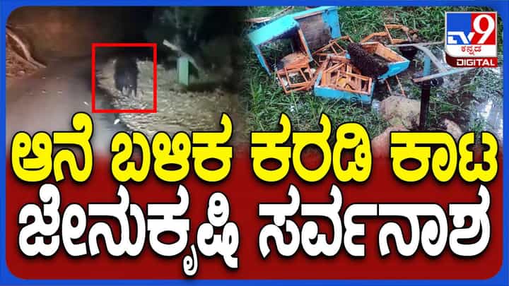 ಚಿಕ್ಕಮಗಳೂರು ಜಿಲ್ಲೆ ರೈತರಿಗೆ ಅನೆಗಳ ನಂತರ ಕರಡಿ ಕಾಟ, ಜೇನುಕೃಷಿ ನಾಶಮಾಡುತ್ತಿರುವ ಕರಡಿಗಳು ಚಿಕ್ಕಮಗಳೂರು ಜಿಲ್ಲೆ ರೈತರಿಗೆ ಅನೆಗಳ ನಂತರ ಕರಡಿ ಕಾಟ, ಜೇನುಕೃಷಿ ನಾಶಮಾಡುತ್ತಿರುವ ಕರಡಿಗಳು