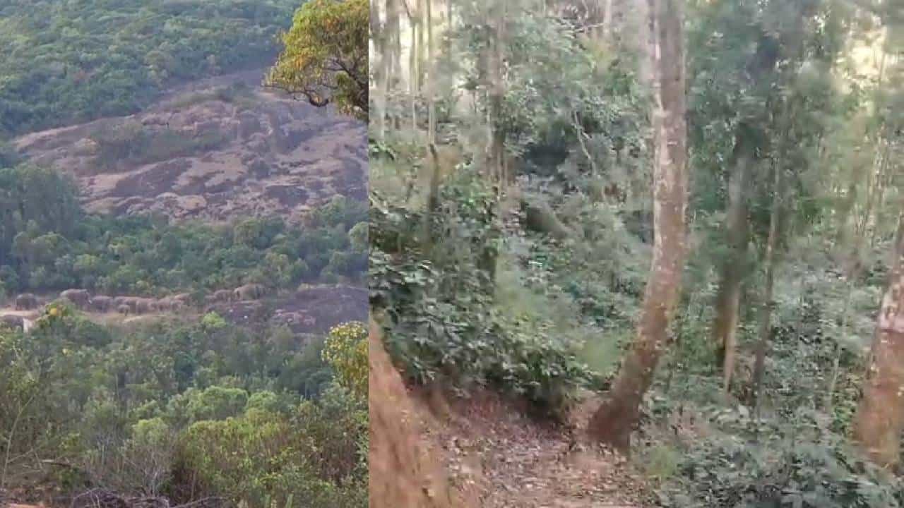ಮುಂದುವರೆದ ಬೀಟಮ್ಮ ಗ್ಯಾಂಗ್ ಉಪಟಳ; ಛತ್ರಿಮರ ದೇಗುಲ ಬಳಿ ಬೀಡುಬಿಟ್ಟ 26 ಕಾಡಾನೆಗಳು ಮುಂದುವರೆದ ಬೀಟಮ್ಮ ಗ್ಯಾಂಗ್ ಉಪಟಳ; ಛತ್ರಿಮರ ದೇಗುಲ ಬಳಿ ಬೀಡುಬಿಟ್ಟ 26 ಕಾಡಾನೆಗಳು