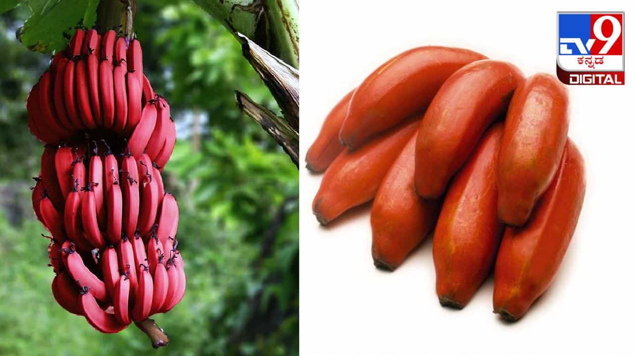 Red Banana: ಬೇಸಿಗೆಯಲ್ಲಿ ಕೆಂಪು ಬಾಳೆಹಣ್ಣು ಸೇವನೆಯಿಂದ ಎಷ್ಟೆಲ್ಲಾ ಪ್ರಯೋಜನಗಳಿವೆ ಗೊತ್ತಾ? Red Banana: ಬೇಸಿಗೆಯಲ್ಲಿ ಕೆಂಪು ಬಾಳೆಹಣ್ಣು ಸೇವನೆಯಿಂದ ಎಷ್ಟೆಲ್ಲಾ ಪ್ರಯೋಜನಗಳಿವೆ ಗೊತ್ತಾ?