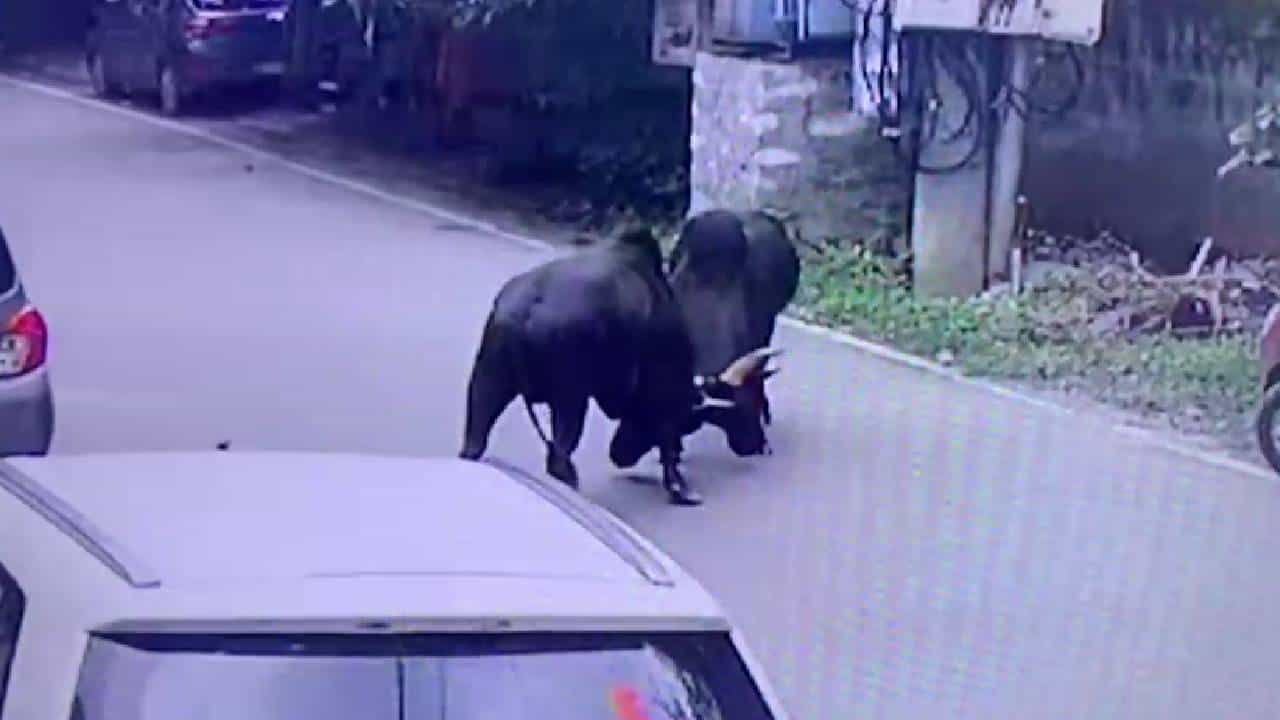 ಬೆಂಗಳೂರು: ನಡುರಸ್ತೆಯಲ್ಲೇ ಗೂಳಿಗಳ ಕಾಳಗ, ವಾಹನ ಸವಾರರ ಪರದಾಟ ಬೆಂಗಳೂರು: ನಡುರಸ್ತೆಯಲ್ಲೇ ಗೂಳಿಗಳ ಕಾಳಗ, ವಾಹನ ಸವಾರರ ಪರದಾಟ