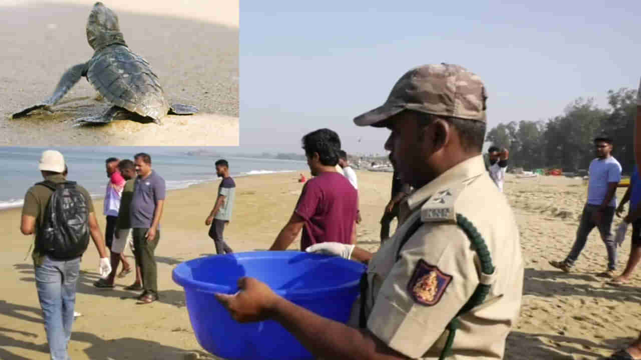 ಪರಿಸರ ಸ್ನೇಹಿ ಕಡಲಾಮೆಗಳ ಸಂರಕ್ಷಣೆ: ಆಮೆ ಗೂಡು ಕುರಿತು ಮಾಹಿತಿ ನೀಡಿದರೆ ಸಾರ್ವಜನಿಕರಿಗೆ ಸಹಾಯಧನ