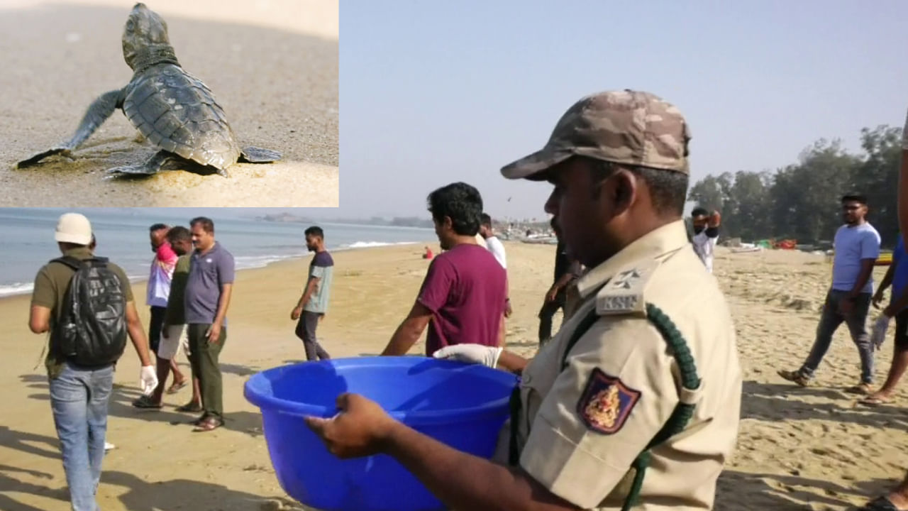 ಪರಿಸರ ಸ್ನೇಹಿ ಕಡಲಾಮೆಗಳ ಸಂರಕ್ಷಣೆ: ಆಮೆ ಗೂಡು ಕುರಿತು ಮಾಹಿತಿ ನೀಡಿದರೆ ಸಾರ್ವಜನಿಕರಿಗೆ ಸಹಾಯಧನ