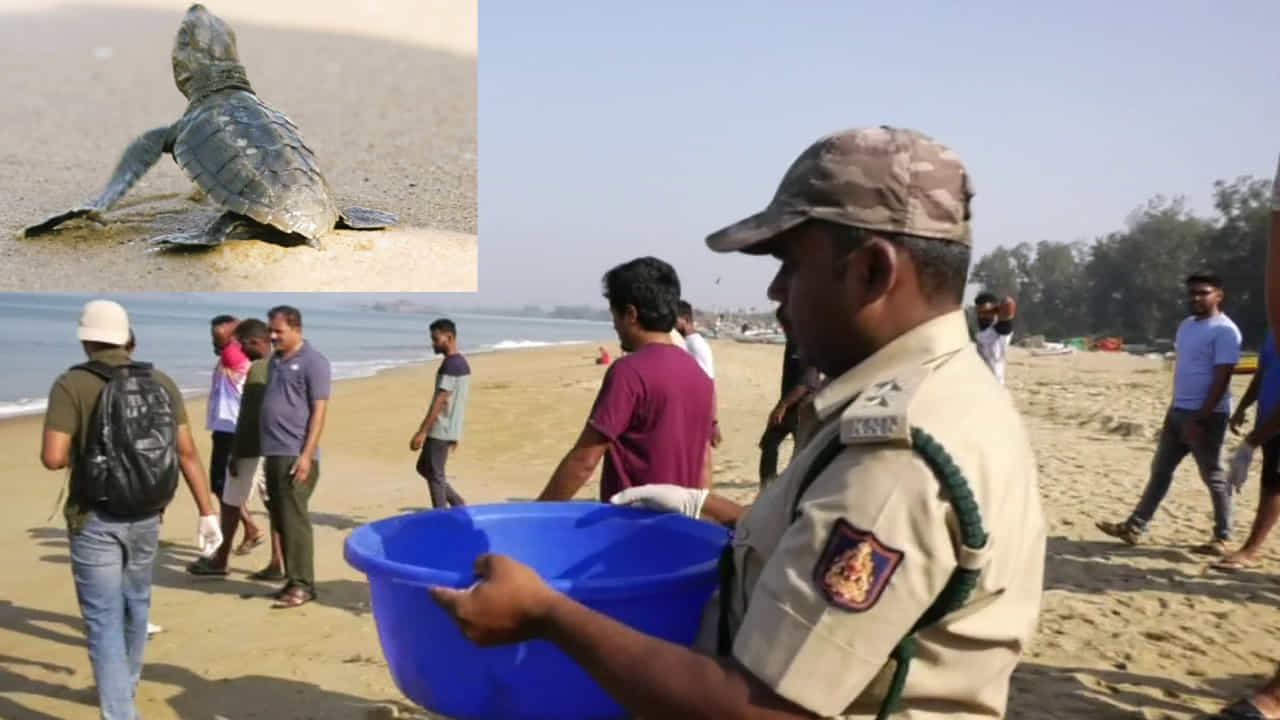 ಪರಿಸರ ಸ್ನೇಹಿ ಕಡಲಾಮೆಗಳ ಸಂರಕ್ಷಣೆ: ಆಮೆ ಗೂಡು ಕುರಿತು ಮಾಹಿತಿ ನೀಡಿದರೆ ಸಾರ್ವಜನಿಕರಿಗೆ ಸಹಾಯಧನ ಪರಿಸರ ಸ್ನೇಹಿ ಕಡಲಾಮೆಗಳ ಸಂರಕ್ಷಣೆ: ಆಮೆ ಗೂಡು ಕುರಿತು ಮಾಹಿತಿ ನೀಡಿದರೆ ಸಾರ್ವಜನಿಕರಿಗೆ ಸಹಾಯಧನ