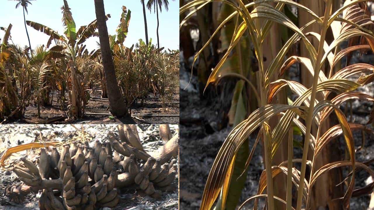 ದಾವಣಗೆರೆ: ಕಿಡಿಗೇಡಿಗಳ‌ ಕಿತಾಪತಿ; ಲಕ್ಷಾಂತರ ರೂಪಾಯಿ ಮೌಲ್ಯದ ಸಾವಿರಾರು ಅಡಿಕೆ ಮರಗಳಿಗೆ ಬೆಂಕಿ