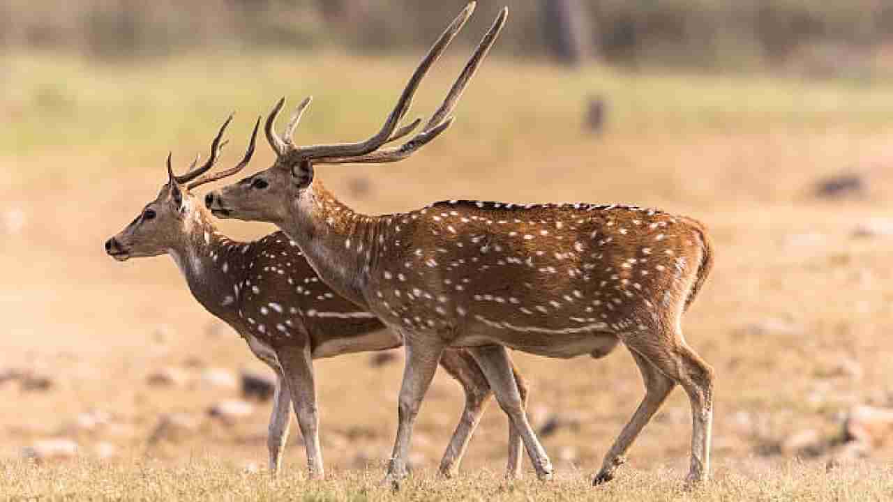 Zombie Deer Disease: ವೇಗವಾಗಿ ಹರಡುತ್ತಿದೆ ಜೊಂಬಿ ಡೀರ್ ರೋಗ; ಮನುಷ್ಯರಿಗೂ ಅಪಾಯವಿದೆಯೇ?