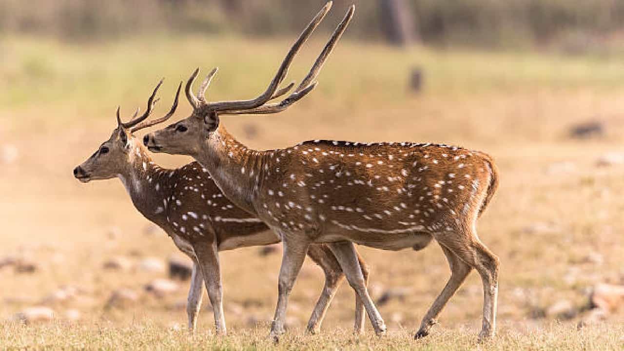 Zombie Deer Disease: ವೇಗವಾಗಿ ಹರಡುತ್ತಿದೆ ಜೊಂಬಿ ಡೀರ್ ರೋಗ; ಮನುಷ್ಯರಿಗೂ ಅಪಾಯವಿದೆಯೇ? Zombie Deer Disease: ವೇಗವಾಗಿ ಹರಡುತ್ತಿದೆ ಜೊಂಬಿ ಡೀರ್ ರೋಗ; ಮನುಷ್ಯರಿಗೂ ಅಪಾಯವಿದೆಯೇ?
