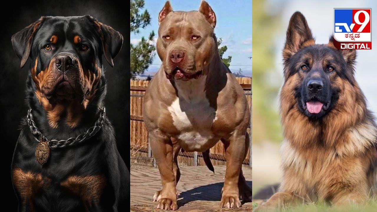 Dog Breeds: ಶ್ವಾನ ಪ್ರಿಯರನ್ನು ಒಂದು ಕ್ಷಣ ಭಯಪಡಿಸುವ ವಿಶ್ವದ ಅಪಾಯಕಾರಿ ಶ್ವಾನಗಳಿವು