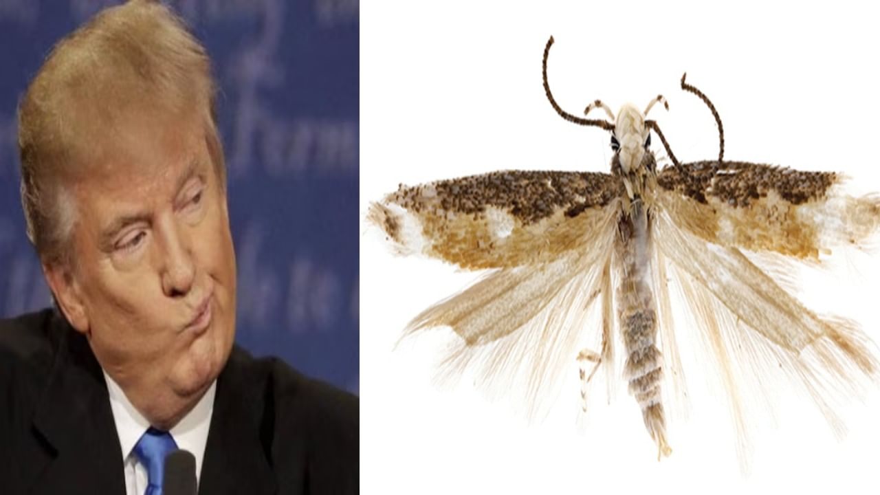 Donald Trump moth