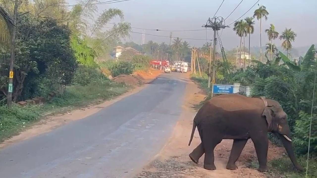 ಚಾಮರಾಜನಗರ: ಕಾರ್ಯಾಚರಣೆಯಲ್ಲಿ ಸೆರೆ ಹಿಡಿಯಲಾಗಿದ್ದ ಆನೆ ಬಂಡೀಪುರದ ರಾಮಾಪುರ ಬಿಡಾರದಲ್ಲಿ ಸಾವು