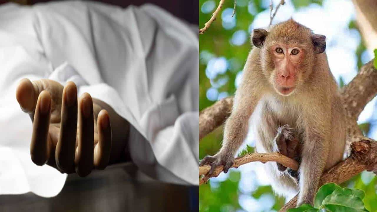 ಚಿಕ್ಕಮಗಳೂರು: ಮಲೆನಾಡಿನಲ್ಲಿ ಮಂಗನ ಕಾಯಿಲೆಗೆ ಮೊದಲ ಬಲಿ; ಜನರಲ್ಲಿ ಹೆಚ್ಚಿದ ಆತಂಕ ಚಿಕ್ಕಮಗಳೂರು: ಮಲೆನಾಡಿನಲ್ಲಿ ಮಂಗನ ಕಾಯಿಲೆಗೆ ಮೊದಲ ಬಲಿ; ಜನರಲ್ಲಿ ಹೆಚ್ಚಿದ ಆತಂಕ
