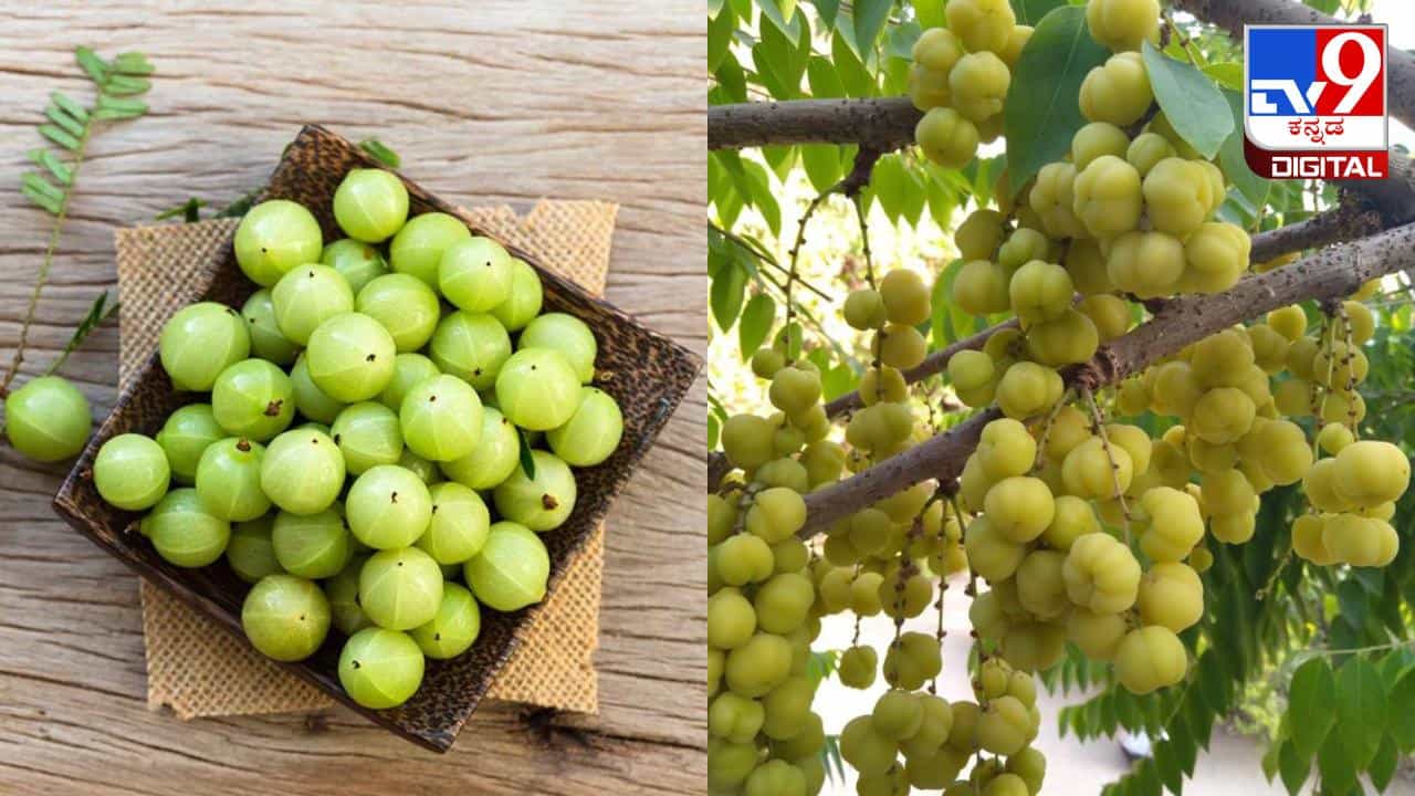 Health Tips: ಗುಣದಲ್ಲಿ ಹುಳಿಯಾಗಿದ್ದರೂ ಆರೋಗ್ಯಕ್ಕೆ ಸಿಹಿಯಂತೆ ಈ ಬೆಟ್ಟದ ನೆಲ್ಲಿಕಾಯಿ! Health Tips: ಗುಣದಲ್ಲಿ ಹುಳಿಯಾಗಿದ್ದರೂ ಆರೋಗ್ಯಕ್ಕೆ ಸಿಹಿಯಂತೆ ಈ ಬೆಟ್ಟದ ನೆಲ್ಲಿಕಾಯಿ!