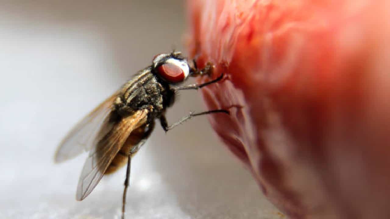 ನೊಣಗಳ ಕಾಟದಿಂದ ಬೇಸತ್ತಿದ್ದೀರಾ?; ಹೀಗೆ ಮಾಡಿ ನೋಡಿ