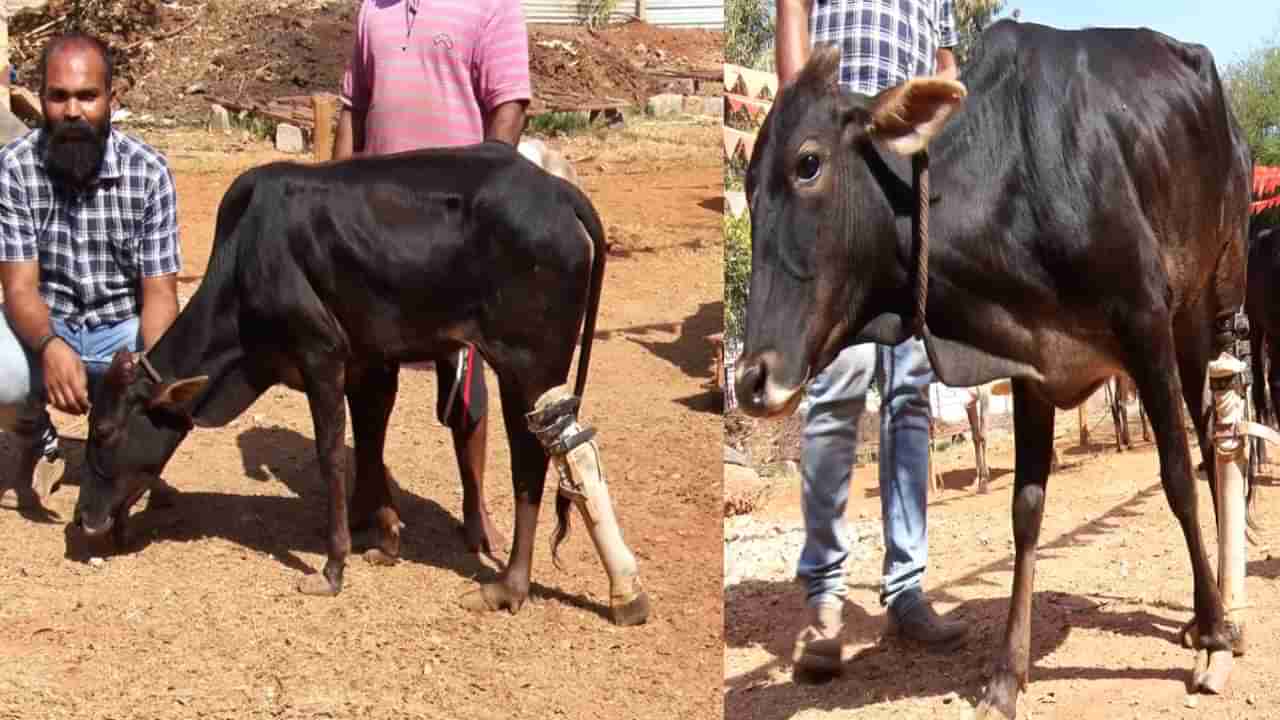 ಹುಬ್ಬಳ್ಳಿ: ರೈಲು ಅಪಘಾತದಲ್ಲಿ ತಾಯಿ ಜೊತೆಗೆ ಕಾಲು ಕಳ್ಕೊಂಡ ಕರುವಿಗೆ ಕೃತಕ ಕಾಲು ಜೋಡಣೆ