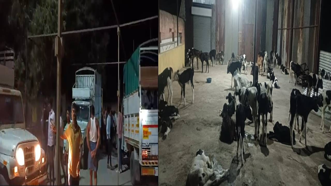ವಿಜಯಪುರ: ಅಕ್ರಮವಾಗಿ ಸಾಗಿಸ್ತಿದ್ದ 110ಕ್ಕೂ ಹೆಚ್ಚು ಗೋವುಗಳ ರಕ್ಷಣೆ; ಓರ್ವನ ಬಂಧನ ವಿಜಯಪುರ: ಅಕ್ರಮವಾಗಿ ಸಾಗಿಸ್ತಿದ್ದ 110ಕ್ಕೂ ಹೆಚ್ಚು ಗೋವುಗಳ ರಕ್ಷಣೆ; ಓರ್ವನ ಬಂಧನ
