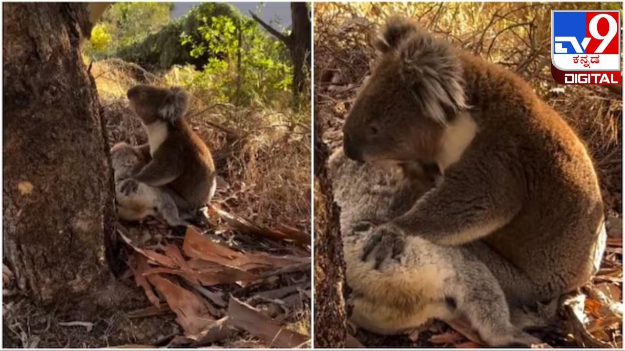 Viral Video: ಅಗಲಿದ ಸಂಗಾತಿಯನ್ನು ಬಿಗಿದಪ್ಪಿ ಅತ್ತ ಕೋಲಾ; ಎಂತಹ ಕಲ್ಲು ಹೃದಯವನ್ನೂ ಕರಗಿಸುವಂತಹ  ಭಾವನಾತ್ಮಕ ದೃಶ್ಯವಿದು