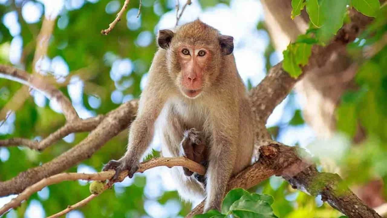Kyasanur Forest Disease: ಮಂಗನ ಕಾಯಿಲೆಗೆ ತತ್ತರಿಸುತ್ತಿದೆ ಉತ್ತರ ಕನ್ನಡ ಜಿಲ್ಲೆ, 10 ದಿನಗಳಲ್ಲಿ 21 ಜನರಿಗೆ ಸೋಂಕು