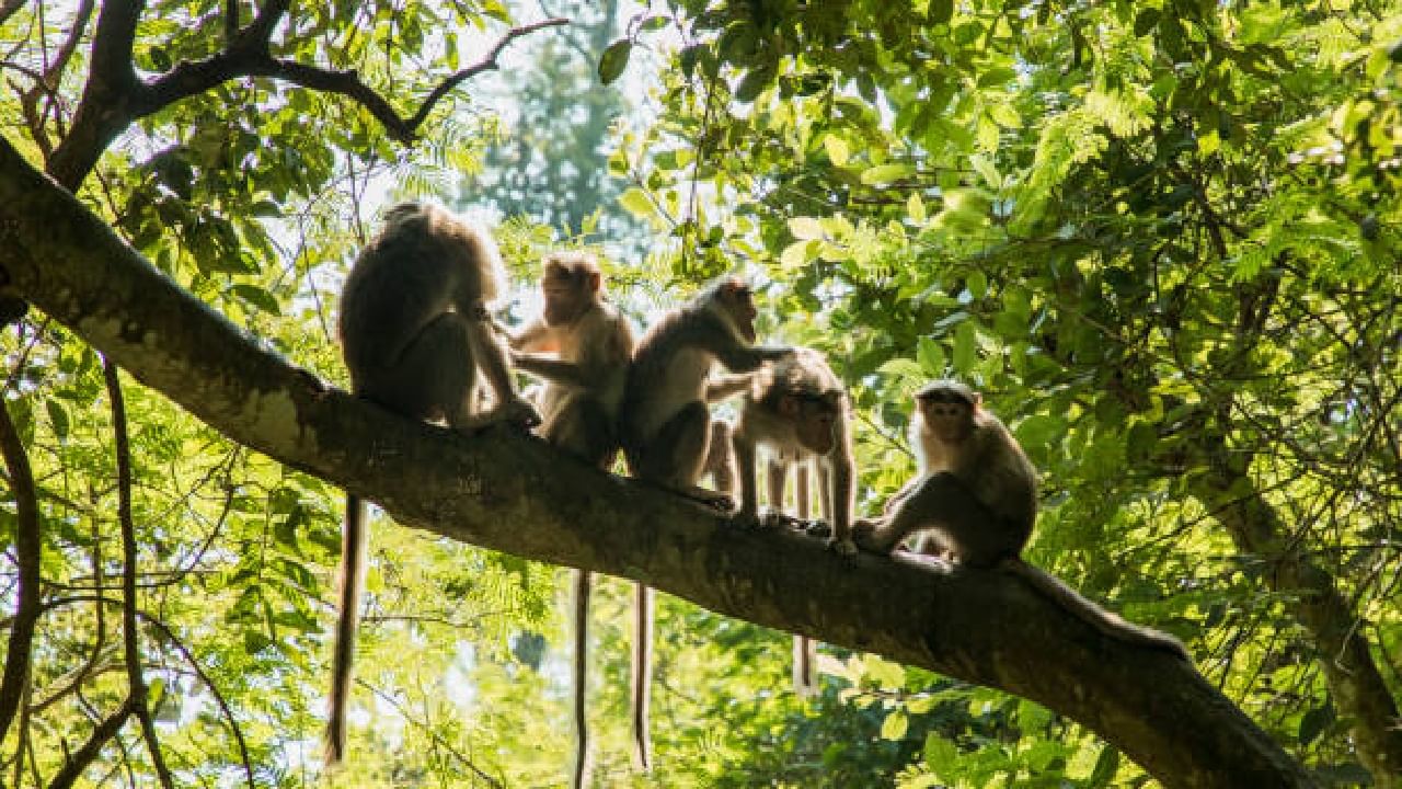 Monkeypox: ಮಂಗನ ಕಾಯಿಲೆಯಿಂದ ಯಾರಿಗೆ ಅಪಾಯ ಜಾಸ್ತಿ?; ಮಂಕಿಫಾಕ್ಸ್​ನಿಂದ ಪಾರಾಗುವುದು ಹೇಗೆ?