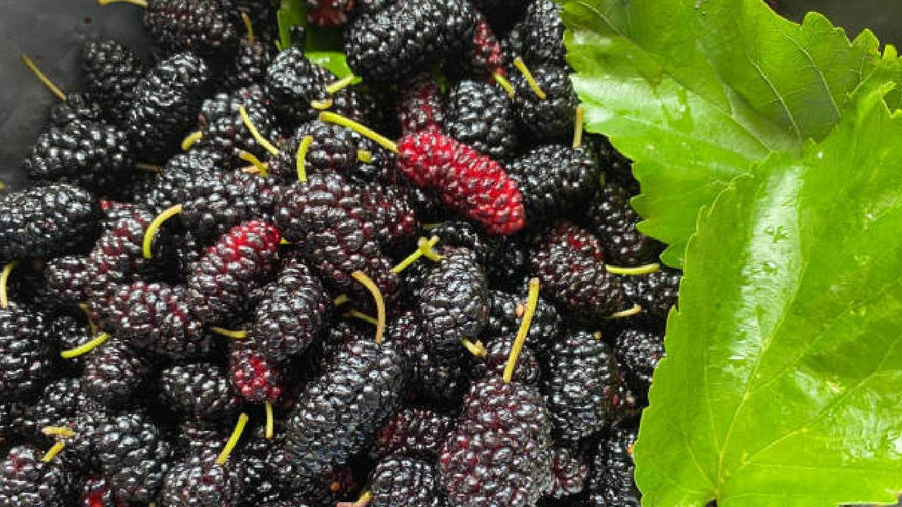 Mulberry Benefits: ಕೂದಲು ಸೊಂಪಾಗಿ ಬೆಳೆಯಲು ಹಿಪ್ಪು ನೇರಳೆ ಬಳಸಿ