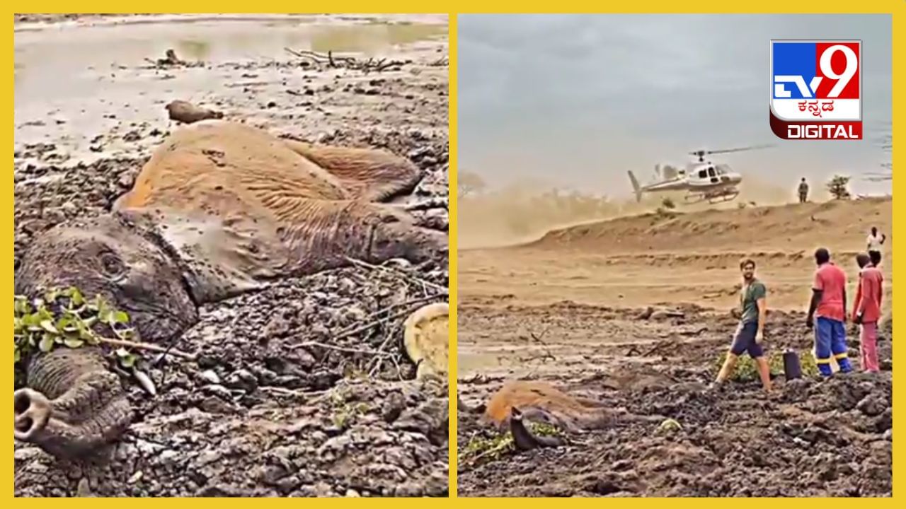 Viral Video: ಕೆಸರಿನಲ್ಲಿ ಸಿಲುಕಿಕೊಂಡು ಒದ್ದಾಡಿದ ಪುಟ್ಟ ಆನೆ, ಇವರ ಮಾನವೀಯತೆಗೆ ಒಂದು ಸಲಾಂ