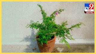 ಈ ದೇವಾಲಯಕ್ಕೆ ಹನುಮಾನ್ ಚಾಲೀಸ್ ಕೇಳಲು ವಿಶೇಷ ಭಕ್ತರು ಬರುತ್ತಾರೆ