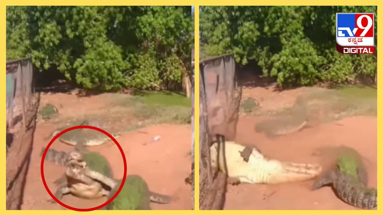 Viral Video: ಮಾಂಸಕ್ಕಾಗಿ ಮೊಸಳೆಗಳ ನಡುವೆ ಬಿಗ್ ಫೈಟ್, ಜಗಳದಲ್ಲಿ ಒಂದು ಮೊಸಳೆ ಕಾಲು ಕಟ್ Viral Video: ಮಾಂಸಕ್ಕಾಗಿ ಮೊಸಳೆಗಳ ನಡುವೆ ಬಿಗ್ ಫೈಟ್, ಜಗಳದಲ್ಲಿ ಒಂದು ಮೊಸಳೆ ಕಾಲು ಕಟ್