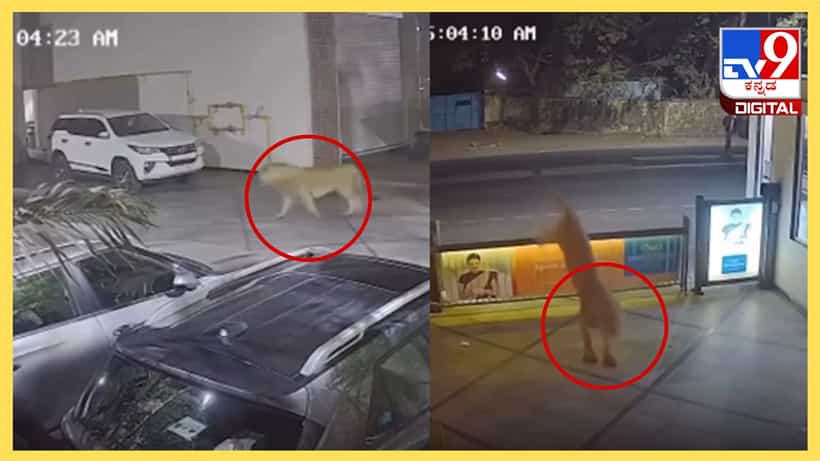 Viral Video: ಹೋಟೆಲ್ ಆವರಣದಲ್ಲಿ ರಾಜರೋಷವಾಗಿ ಅಡ್ಡಾಡಿದ ಸಿಂಹರಾಜ, ಎದೆ ಝಲ್ ಎನಿಸೋ ವಿಡಿಯೋ