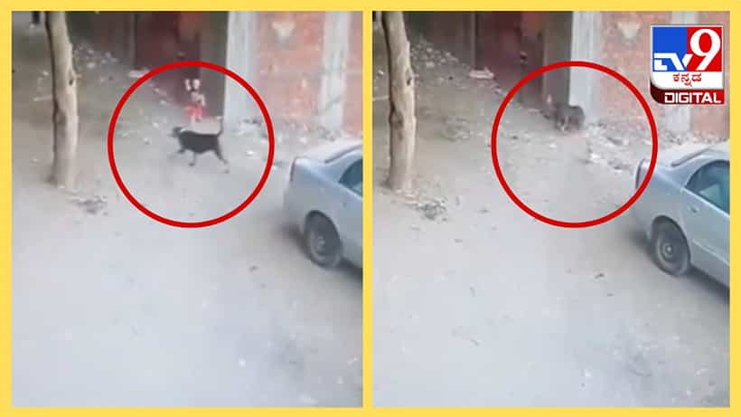 Viral Video: ಹೇ ನಾಯಿ ಅದು ನಮ್ಮನೆ ಮಗು ಬಿಡೋ, ಕಂದಮ್ಮನ ಸಹಾಯಕ್ಕೆ ಧಾವಿಸಿದ ಬೆಕ್ಕು