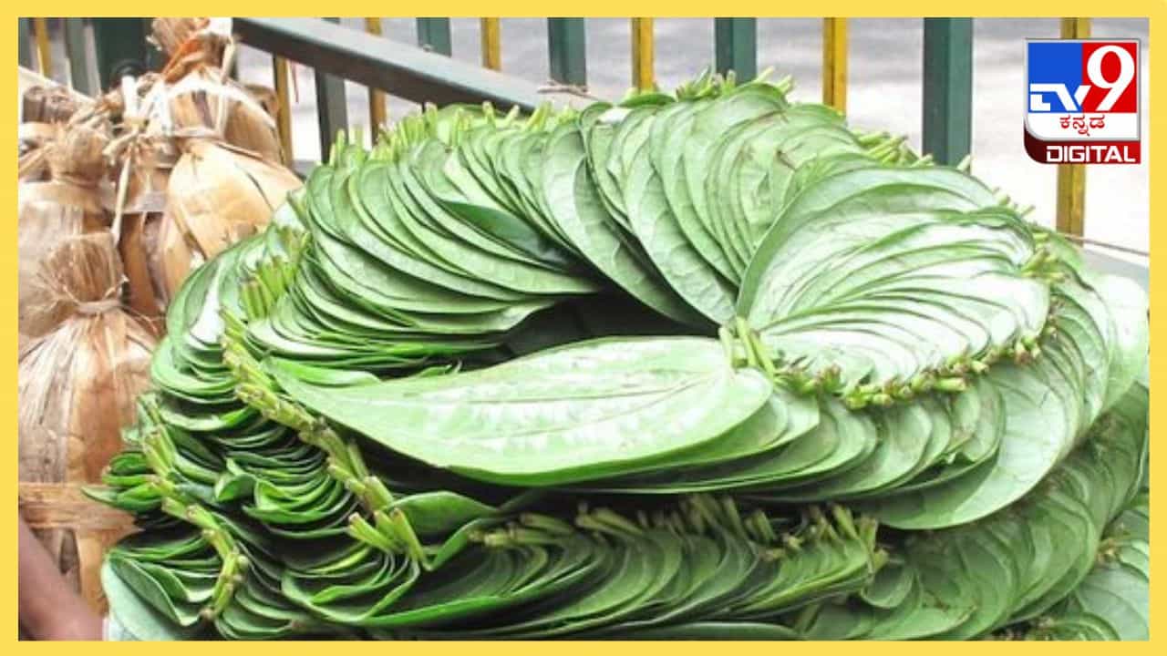 ಮಂಗಳಕರವೆಂದು ಪರಿಗಣಿಸುವ ವೀಳ್ಯದೆಲೆಯ ಆರೋಗ್ಯ ಪ್ರಯೋಜನಗಳೇನು? ಮಂಗಳಕರವೆಂದು ಪರಿಗಣಿಸುವ ವೀಳ್ಯದೆಲೆಯ ಆರೋಗ್ಯ ಪ್ರಯೋಜನಗಳೇನು?