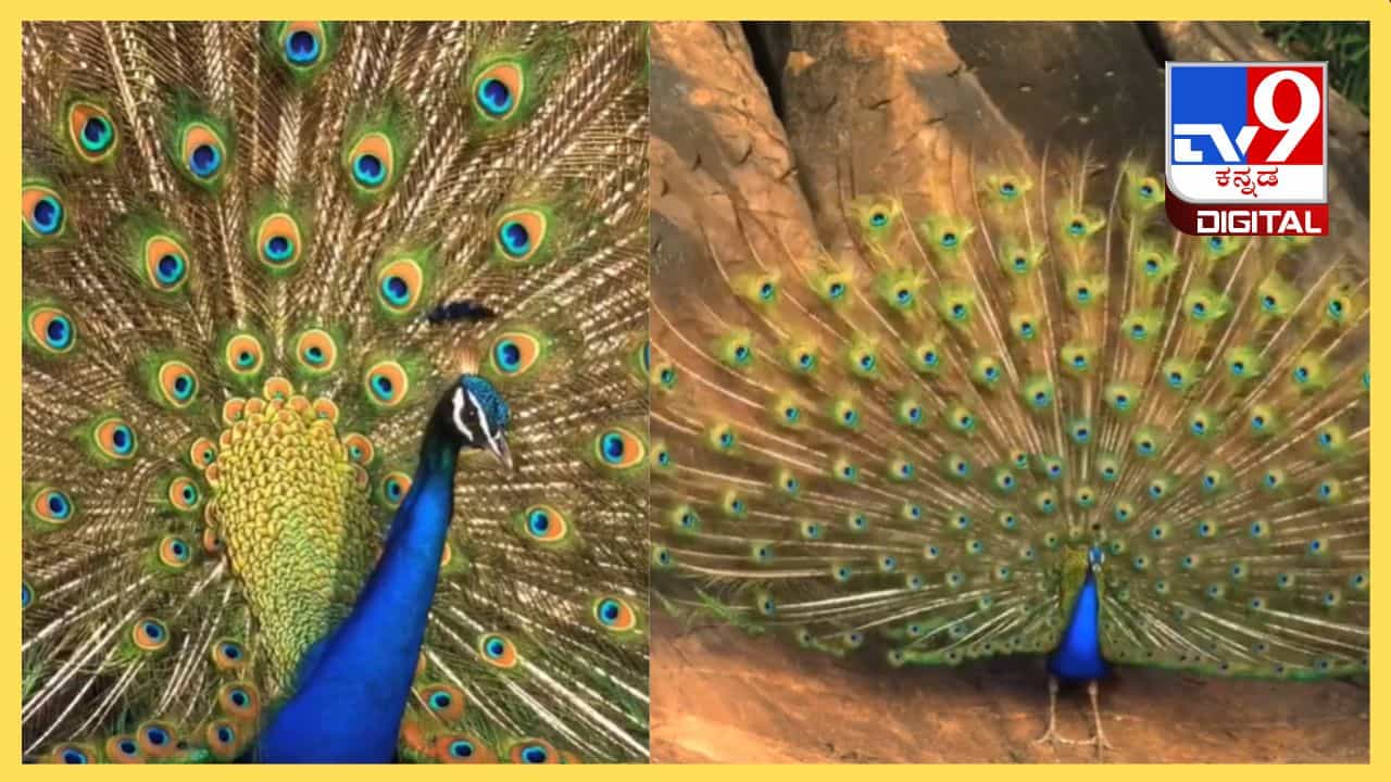 Viral Video: ಈ ಸುಂದರ ದೃಶ್ಯ ನೋಡಿದ ಮರುಕ್ಷಣವೇ ನಾನು ಕಳೆದು ಹೋದೆ, ಹೇಗಿದೆ ನೋಡಿ ಮಯೂರಿ ನೃತ್ಯ Viral Video: ಈ ಸುಂದರ ದೃಶ್ಯ ನೋಡಿದ ಮರುಕ್ಷಣವೇ ನಾನು ಕಳೆದು ಹೋದೆ, ಹೇಗಿದೆ ನೋಡಿ ಮಯೂರಿ ನೃತ್ಯ