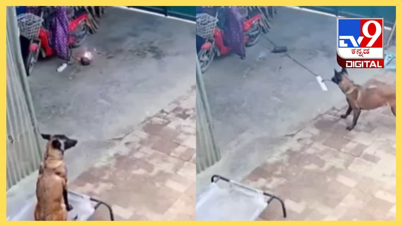 Viral Video: ಬೆಂಕಿ ಅವಘಡದಿಂದ ಮನೆಯನ್ನು ರಕ್ಷಣೆ ಮಾಡಿದ ಶ್ವಾನ, ಹೇಗಿದೆ ನೋಡಿ ಇದರ ಬುದ್ಧಿವಂತಿಕೆ Viral Video: ಬೆಂಕಿ ಅವಘಡದಿಂದ ಮನೆಯನ್ನು ರಕ್ಷಣೆ ಮಾಡಿದ ಶ್ವಾನ, ಹೇಗಿದೆ ನೋಡಿ ಇದರ ಬುದ್ಧಿವಂತಿಕೆ