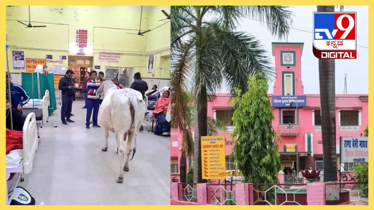 Viral Post: ಅರ್ಜೆಂಟ್ ಡಾಕ್ಟರ್ ಸಾಹೇಬ್ರನ್ನ ನೋಡ್ಬೇಕಿತ್ತು; ಆಸ್ಪತ್ರೆ ವಾರ್ಡ್ಗೆ ಬಂದ ಗೂಳಿ Viral Post: ಅರ್ಜೆಂಟ್ ಡಾಕ್ಟರ್ ಸಾಹೇಬ್ರನ್ನ ನೋಡ್ಬೇಕಿತ್ತು; ಆಸ್ಪತ್ರೆ ವಾರ್ಡ್ಗೆ ಬಂದ ಗೂಳಿ