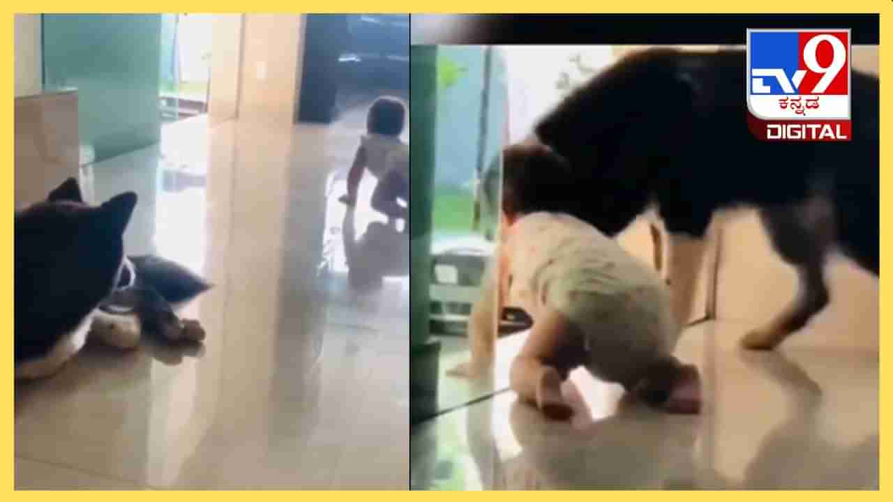 Viral Video: ಮನೆಯಿಂದ ಹೊರಗಡೆ ಕಾಲಿಡಂಗಿಲ್ಲ, ಇಲ್ಲೇ ಆಟ ಆಡ್ಬೇಕು ಅಷ್ಟೆ, ಶ್ವಾನದ ಕಾಳಜಿ ನೋಡಿ 