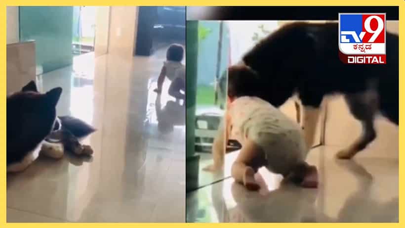 Viral Video: ಮನೆಯಿಂದ ಹೊರಗಡೆ ಕಾಲಿಡಂಗಿಲ್ಲ, ಇಲ್ಲೇ ಆಟ ಆಡ್ಬೇಕು ಅಷ್ಟೆ, ಶ್ವಾನದ ಕಾಳಜಿ ನೋಡಿ