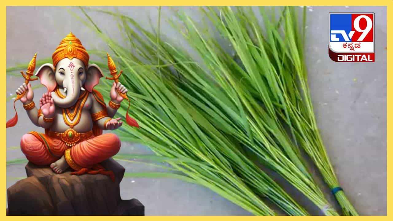 ಗಣಪತಿಗೆ ಪ್ರಿಯವಾದ ಗರಿಕೆಯಲ್ಲಿದೆ ರೋಗ ನಿವಾರಕ ಗುಣ, ಇಲ್ಲಿದೆ ಸರಳ ಮನೆಮದ್ದು ಗಣಪತಿಗೆ ಪ್ರಿಯವಾದ ಗರಿಕೆಯಲ್ಲಿದೆ ರೋಗ ನಿವಾರಕ ಗುಣ, ಇಲ್ಲಿದೆ ಸರಳ ಮನೆಮದ್ದು