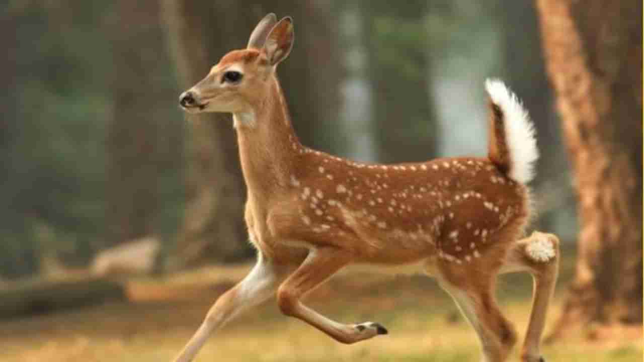 ಜೊಂಬಿ ಜಿಂಕೆ ರೋಗದಿಂದ ಮನುಷ್ಯರಿಗೆ ಅಪಾಯ: ವಿಜ್ಞಾನಿಗಳು ಬಿಚ್ಚಿಟ್ಟ ಸತ್ಯ