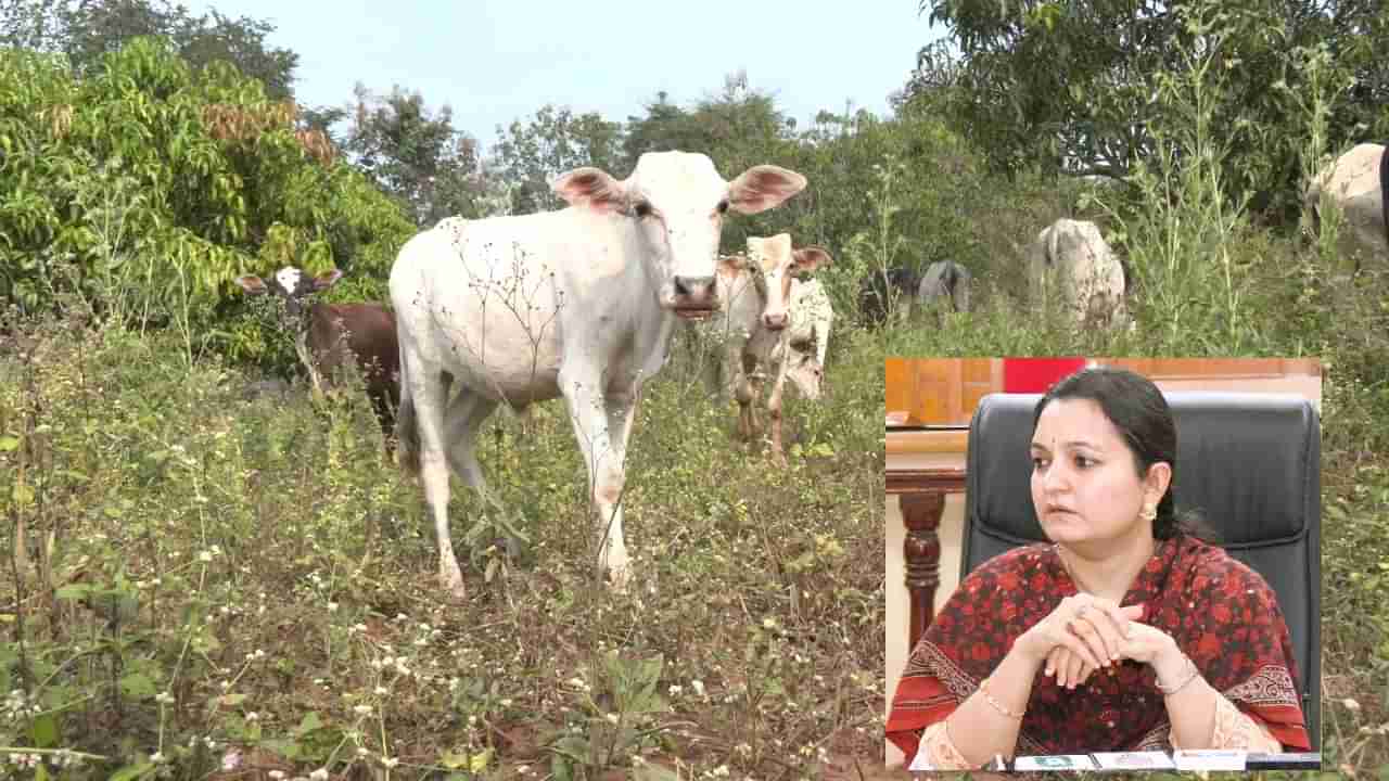 Dharwad Dairy Farming - ಕಾಡಿನಲ್ಲೂ ಮೇವಿಲ್ಲ, ಹೈನುಗಾರಿಕೆಯನ್ನೇ ಅವಲಂಬಿಸಿರುವ 18 ಗೌಳಿ ಗ್ರಾಮಗಳ ನೂರಾರು ಕುಟುಂಬಗಳು ಸಂಕಷ್ಟದಲ್ಲಿ