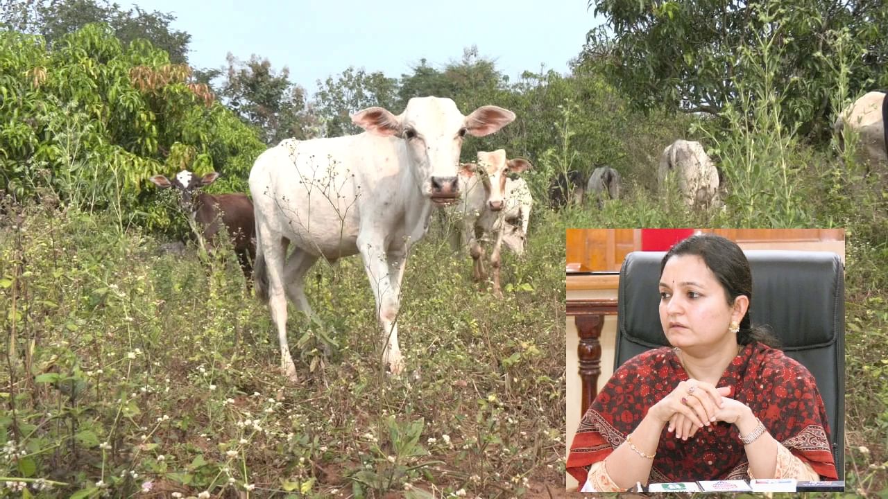 Dharwad Dairy Farming - ಕಾಡಿನಲ್ಲೂ ಮೇವಿಲ್ಲ, ಹೈನುಗಾರಿಕೆಯನ್ನೇ ಅವಲಂಬಿಸಿರುವ 18 ಗೌಳಿ ಗ್ರಾಮಗಳ ನೂರಾರು ಕುಟುಂಬಗಳು ಸಂಕಷ್ಟದಲ್ಲಿ Dharwad Dairy Farming - ಕಾಡಿನಲ್ಲೂ ಮೇವಿಲ್ಲ, ಹೈನುಗಾರಿಕೆಯನ್ನೇ ಅವಲಂಬಿಸಿರುವ 18 ಗೌಳಿ ಗ್ರಾಮಗಳ ನೂರಾರು ಕುಟುಂಬಗಳು ಸಂಕಷ್ಟದಲ್ಲಿ