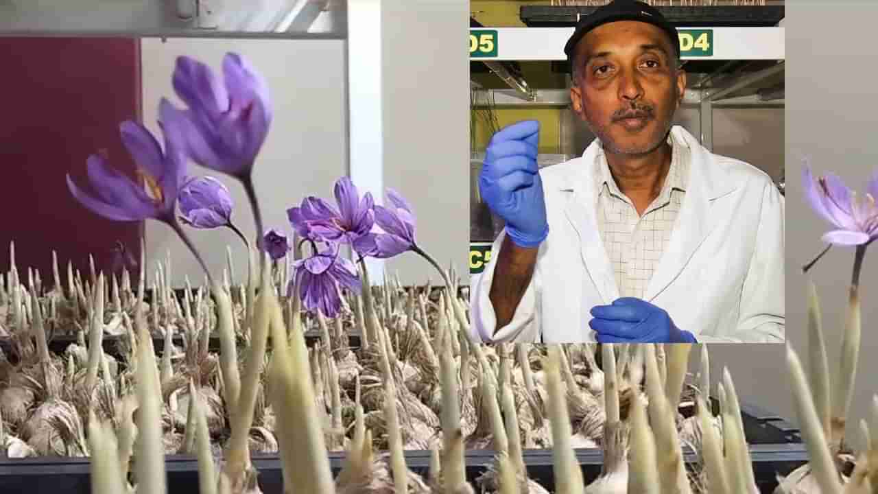 Saffron Farming: ಬಯಲುಸೀಮೆ ಮಾಲೂರಿನಲ್ಲಿ ಈಗ ಕೇಸರಿ ಚಿನ್ನದ ಕಂಪು! ಏನಿದರ ವೈಶಿಷ್ಟ್ಯ? ವಿವರ ಇಲ್ಲಿದೆ