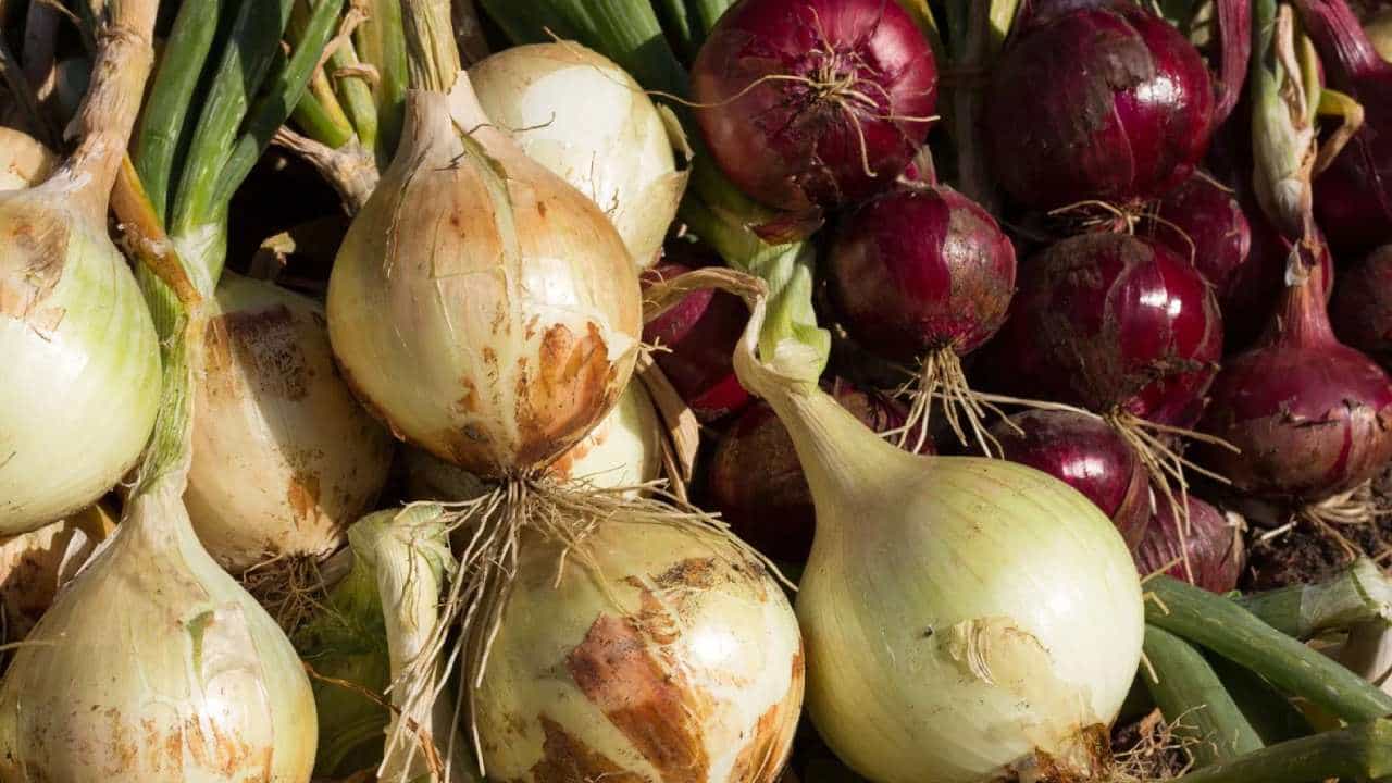 Onion Export: ಈರುಳ್ಳಿ ಅಭಾವವಿದ್ದರೂ ಬಾಂಗ್ಲಾದೇಶ ಸೇರಿದಂತೆ ಕೆಲ ದೇಶಗಳಿಗೆ 54,716 ಟನ್ ರಫ್ತಿಗೆ ಸರ್ಕಾರ ಒಪ್ಪಿಗೆ Onion Export: ಈರುಳ್ಳಿ ಅಭಾವವಿದ್ದರೂ ಬಾಂಗ್ಲಾದೇಶ ಸೇರಿದಂತೆ ಕೆಲ ದೇಶಗಳಿಗೆ 54,716 ಟನ್ ರಫ್ತಿಗೆ ಸರ್ಕಾರ ಒಪ್ಪಿಗೆ