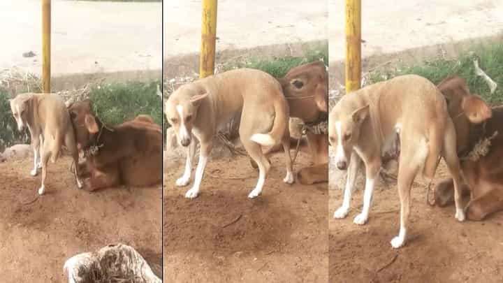 ರಾಮನಗರ: ಹಾಲು ನೀಡುವ ಗೋಮಾತೆಗೆನೇ ಹಾಲುಣಿಸಿದ ನಾಯಿ-ವಿಡಿಯೋ ವೈರಲ್ ರಾಮನಗರ: ಹಾಲು ನೀಡುವ ಗೋಮಾತೆಗೆನೇ ಹಾಲುಣಿಸಿದ ನಾಯಿ-ವಿಡಿಯೋ ವೈರಲ್