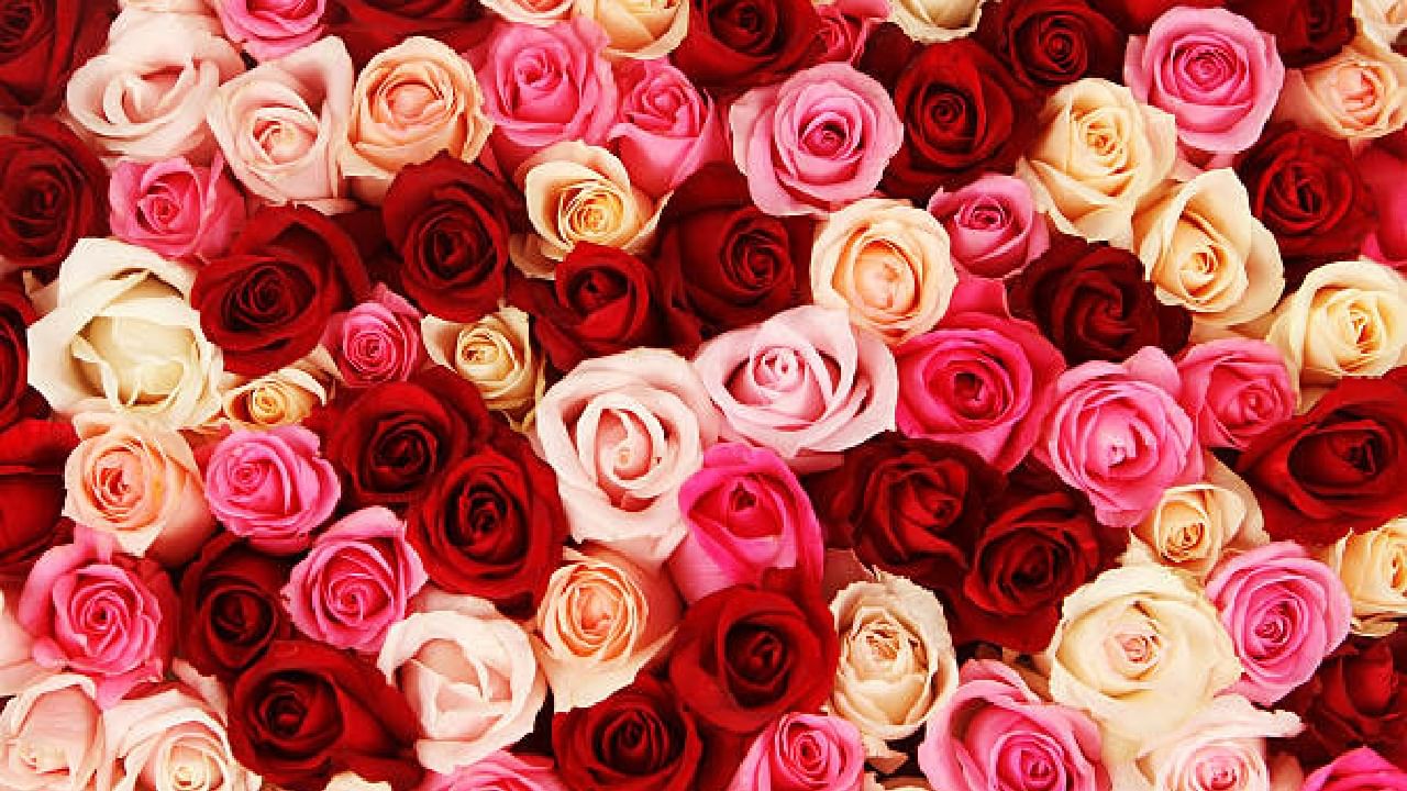 Rose Day 2024: ಪ್ರತಿ ಬಣ್ಣದ ಗುಲಾಬಿಗೂ ಒಂದೊಂದು ಅರ್ಥ; ರೋಸ್ ಡೇ ವಿಶೇಷತೆಯಿದು