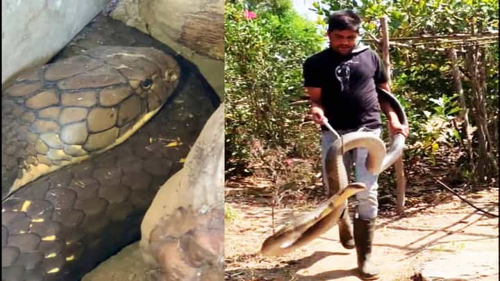 ಶಿವಮೊಗ್ಗದಲ್ಲಿ 12 ಅಡಿ ಉದ್ದದ ಬೃಹತ್ ಕಾಳಿಂಗ ಸರ್ಪ ಪತ್ತೆ; ಇಲ್ಲಿದೆ ವಿಡಿಯೋ ಶಿವಮೊಗ್ಗದಲ್ಲಿ 12 ಅಡಿ ಉದ್ದದ ಬೃಹತ್ ಕಾಳಿಂಗ ಸರ್ಪ ಪತ್ತೆ; ಇಲ್ಲಿದೆ ವಿಡಿಯೋ