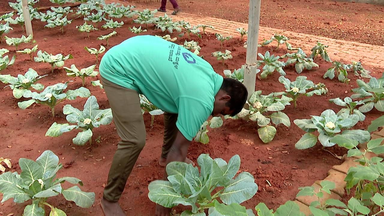 ಇದಕ್ಕೆ ಸರ್ಕಾರವು ಸಾಥ್ ನೀಡುತ್ತಿದ್ದು, ಮುಂದಿನ ದಿನಗಳಲ್ಲಿ ದೊಡ್ಡ ಮಟ್ಟದಲ್ಲಿ ಮಾಡಬೇಕು ಎನ್ನುವ ಯೋಚನೆ ಇದೆ.‌ ಇನ್ನು, ಈ ಉದ್ಯಾನದಲ್ಲಿ ಬೆಳೆಯುವ ತರಕಾರಿಗಳನ್ನ ಮಾರಾಟ ಮಾಡಲಿದ್ದು, ವಿಶೇಷ ಚೇತನರು ಖುಚಿ ಪಡ್ತಿದ್ದಾರೆ ಅಂತ  ಮಹಿಳಾ ಮತ್ತು ಮಕ್ಕಳ ಇಲಾಖೆ ಡಿಡಿ ಎಸ್ ಸಿದ್ದರಾಮಣ್ಣ ಸಂತೋಷ ವ್ಯಕ್ತಪಡಿಸಿದ್ರು.